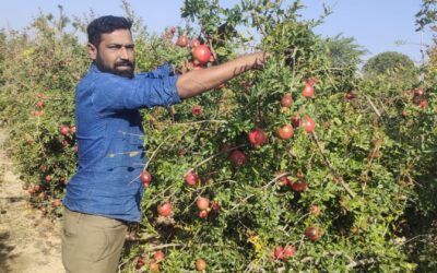 SK Vegetables +91 9488805122